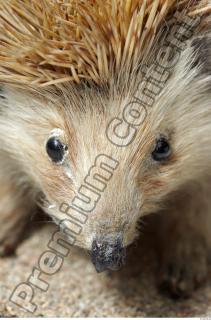 Hedgehog - Erinaceus europaeus 0022